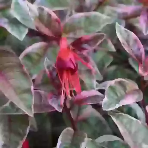 Fuchsia Sunray